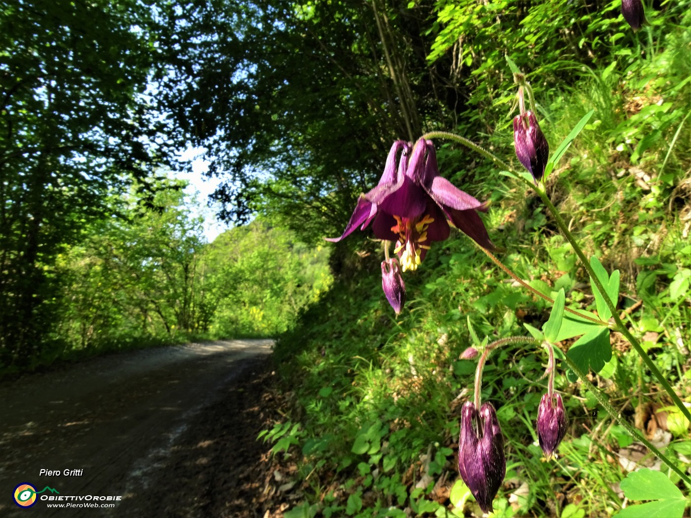 15 Aquilegia atrata sul sent. 526.JPG